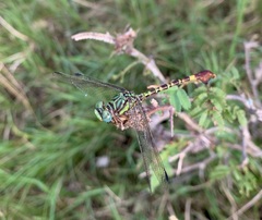 Paragomphus elpidius