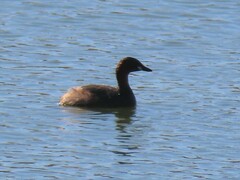 Tachybaptus ruficollis capensis