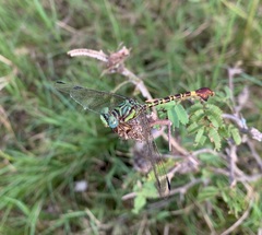 Paragomphus elpidius