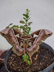 Rothschildia speculifer