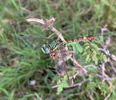 Paragomphus elpidius