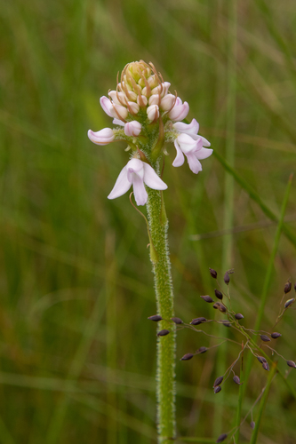 Cynorkis buchananii image