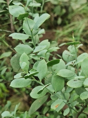 Osyris lanceolata