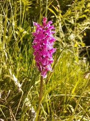 Dactylorhiza fuchsii