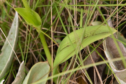 Cynorkis buchananii image