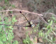 Paragomphus elpidius
