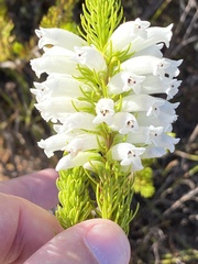 Erica viscaria