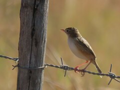 Cisticola juncidis terrestris