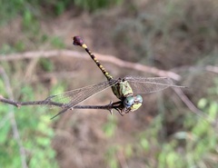 Paragomphus elpidius