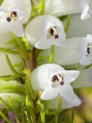 Erica viscaria