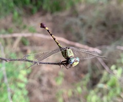 Paragomphus elpidius