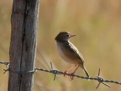 Cisticola juncidis terrestris