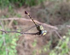 Paragomphus elpidius