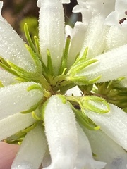 Erica viscaria