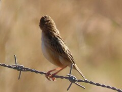 Cisticola juncidis terrestris