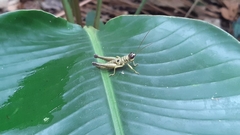 Ommatolampis perspicillata