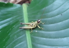 Ommatolampis perspicillata