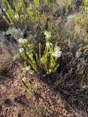 Erica viscaria