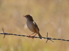 Cisticola juncidis terrestris