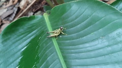 Ommatolampis perspicillata