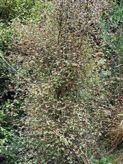 Olearia fragrantissima