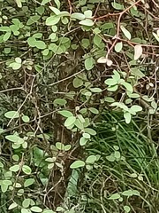 Olearia fragrantissima