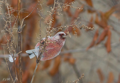 Carpodacus sibiricus