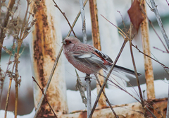 Carpodacus sibiricus