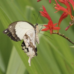 Papilio dardanus