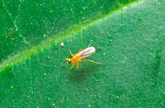 Tachydromiinae
