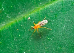 Tachydromiinae