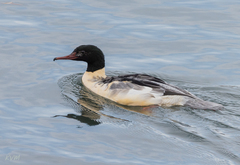 Mergus merganser