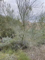 Parkinsonia florida