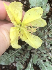 Oenothera primiveris