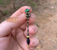 Phyllomacromia picta