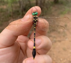 Phyllomacromia picta