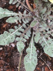 Oenothera primiveris