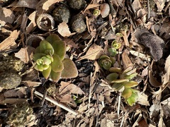 Phedimus stellatus
