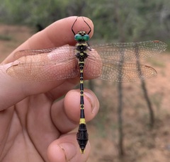 Phyllomacromia picta