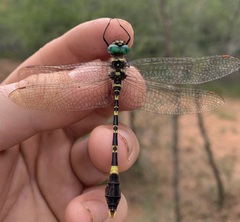 Phyllomacromia picta