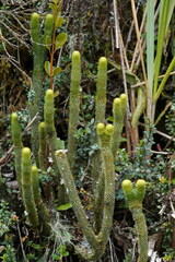 Phlegmariurus firmus