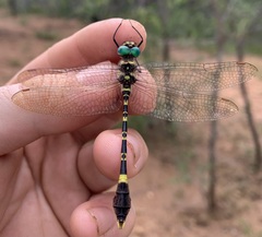 Phyllomacromia picta