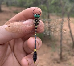 Phyllomacromia picta