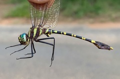 Phyllomacromia picta