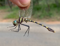 Phyllomacromia picta