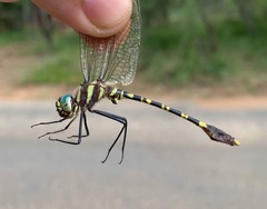 Phyllomacromia picta