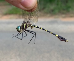 Phyllomacromia picta