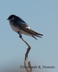 Tachycineta leucopyga