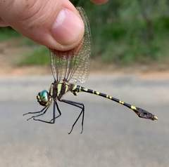 Phyllomacromia picta