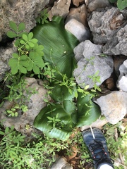 Ledebouria grandifolia image